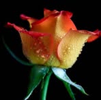 Devansh Kaushik - Facebook