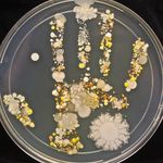 Devanshu Jain - @mr_micro_biologist - Instagram