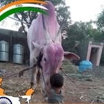 Devaraj Patil - @animal_lover_deva - Instagram