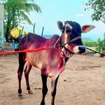 mr_devaraj_patil_001 - @_devaraj_patil__ - Instagram
