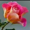 Devasena - @devasena_reddy_19 - TikTok