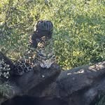 Devaughn Hughes - @rolltide0618 - Instagram