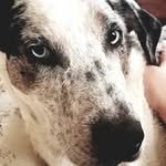 Deven Murray - @devengossert - Instagram