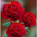 Devesh Sinha - Facebook