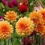 Devi Boodram - @devi_boodram1960 - Instagram