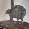 Devin Albrecht - @devinalbrecht4 - TikTok