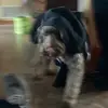 devinbrandt0 - @devinbrandt0 - TikTok