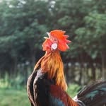 Devin Crane - @roosstteerr1 - Instagram