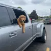 devindurbin692 - @royaltherigdog - TikTok