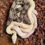 Devin Dyer - @deepsouth_boas_ - Instagram