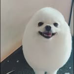 Falcon - @falcon_devin - Instagram