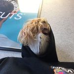 Devin Finn - @husyharleyfy - Instagram