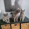 D-BO - @devingero - TikTok