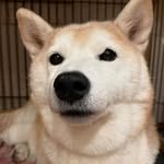 Devin  Han - @che_k235 - Instagram