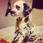 Devon irving - @devondally - Instagram