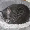 devin Maxwell - @tacticat101 - TikTok