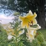 Devin McFarland - @devin._pm2025 - Instagram