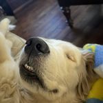 Devin McGuire - @devinmcguire751 - Instagram