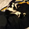 devin - @devinvotopelletier098 - TikTok