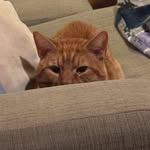 devin petersen - @speakingof.devin - Instagram