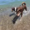 devinpetersen762 - @dogmum762 - TikTok