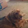 Devin Pittman - @puggie209 - TikTok