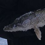 Devin Riggs - @drag_srceaming - Instagram