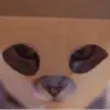 Devin Robb - @devin_robb_ - TikTok