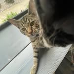 Devin roth - @sigmacat_rizzler - Instagram