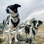 Devin | Pat | Bella | Ruby - @colorado_canine - Instagram