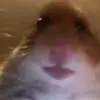 Hamster Gang - @devinschell87373 - TikTok