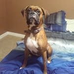 Devin Schmitz - @itsrescuebro - Instagram