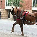 Devin Sell - @horse_crazy_22 - Instagram
