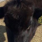 Devin Sellers - @cattleman16 - Instagram