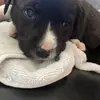 Officiallunathepitbull - @devinsnider90 - TikTok