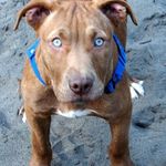Devin solomon - @devinsolomon4860 - Instagram