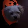 Devin Stein - @devinstein_8025 - TikTok