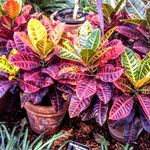 Devin Walton - @devwallton205 - Instagram