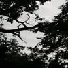 Devin Wiggins - @that_depprest_kid - TikTok