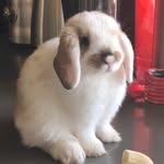 Devon Archuleta - @archies_bunnies - Instagram