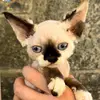 Barroner Devon Rex Cattery - @barronerdevonrex - TikTok