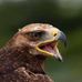 Devon Bird of Prey Centre - Facebook