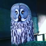 devon bird of prey centre - @bird_of_prey12 - Instagram