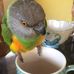 Devon Cage &amp; Aviary Bird Rescue - Facebook