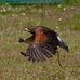 The Devon Bird of Prey Centre - Facebook
