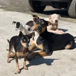 Devin Brinkley - @benefito_barnyard - Instagram