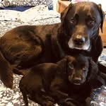 Devon, Cash & Frank - @devon.cash.and.frank - Instagram