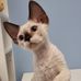 Bajeczna.Pl koty rasowe Devon rex i Maine Coon FPL - Facebook