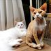 Boonland, Devon Rex &amp; Maine Coon cattery in The Netherlands - Facebook