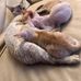 Gattini devon rex e maine coon in adozione - Facebook